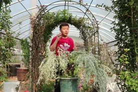 雪柳就是喷雪花，养盆小苗就开花，看看这棵2年苗，太震撼了视频封面
