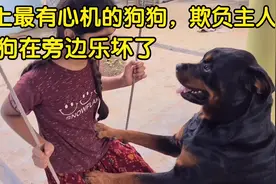 史上最有心机的狗狗，欺负小主人，狗狗在旁边乐坏了视频封面