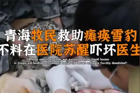 野兽也会感恩？青海牧民救瘫痪雪豹，不料医院苏醒吓坏医生视频封面
