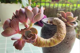 多肉植物砍头后快速长大，株型美，这项工作不能少