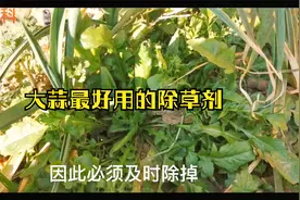 大蒜田最好用的除草剂，能杀灭阔叶草、尖叶草、莎草等几十种杂草视频封面