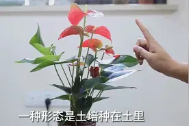 园艺师教你，新买回家的红掌怎么养视频封面