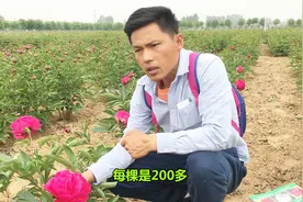 芍药荷兰红，红色系种的极品，价格比牡丹贵，来认识一下视频封面