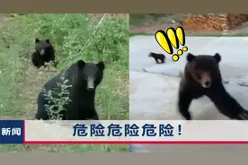 熊出没！内蒙古黑熊慢悠悠走入管护站，隔着玻璃飞扑房内拍摄者视频封面
