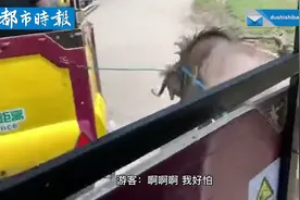 广州长隆动物园一只角马冲向游览车视频封面