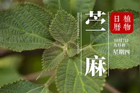 世界的纤维之王  我们的中国草 棉布和丝绸发明之前 我们穿着它视频封面