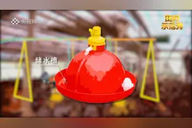 养鸡必备！省钱又省事的自动饮水机搭建方法都在这里了