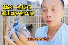 就这一招技巧，让你学会看鸽子年龄！