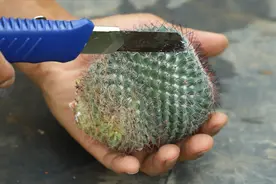 仙人球烂了不要丢，这样处理一下，撒上1种粉，就能复活视频封面