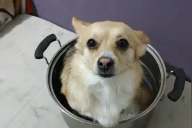 小母狗同时和两只狗狗暧昧不清，引发惨烈大战，主动进锅领罚视频封面