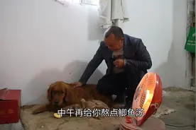 未来生了6个小狗狗，幺舅担心小可爱没奶吃，想尽了各种办法！