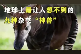 日本人工试验杂交“神兽”，超乎想象！地球最稀奇的9种杂交动物视频封面