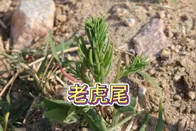 碱蓬，别名老虎尾