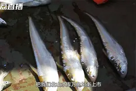 售价预计每斤1200元，一两五的规格 镇江句容北山水库刀鱼开捕