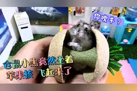 仓鼠小黑竟坐着这玩意儿飞起来了！离开地面的那一刻吓得小腿乱蹬