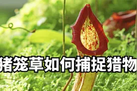 猪笼草是怎么捕捉昆虫的？视频封面