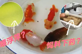 养鱼别光喂饲料了！金鱼场喂两样纯天然“添加剂”，在家也可尝试视频封面