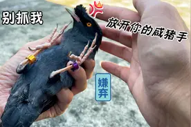 养了4年的八哥鸟，把它抓在手里，它会翻脸吗？