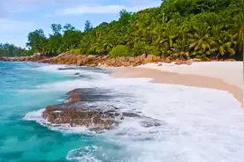 【自然风景】：近处的大树就像绿色的巨人站在大地上欣赏着美景。视频封面