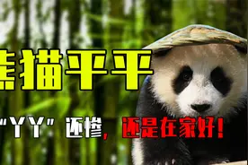 周总理给一只熊猫取名“平平”，它是北京的明星，为何被送给苏联视频封面