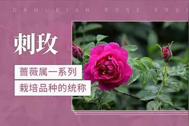 蔷薇属一系列栽培品种的统称——刺玫视频封面