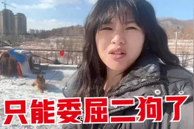 带狗子到姑姑家住几天，结果拉布拉多大姨妈来了，只能委屈二狗了