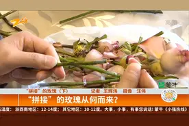 今日头条 “拼接”的玫瑰 丈夫送妻子玫瑰 发现花是“拼接”的视频封面
