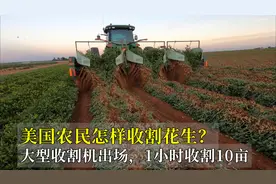 美国农民怎样收割花生？大型收割机出场，1小时10亩，不得不服！视频封面