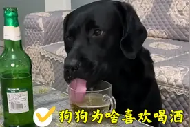 狗狗为什么喜欢喝酒？喝酒对狗狗真的有危害吗？