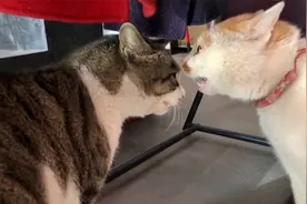 两只宠物猫脸贴脸嘶吼，气势汹汹就是不动手，急坏围观网友视频封面