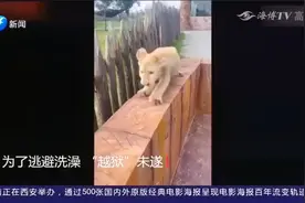 萌翻！江苏动物园小狮子不愿洗澡爬墙逃跑视频封面