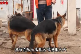 被狗咬了到底要不要打狂犬疫苗？不用纠结，看完这个视频给你答案视频封面