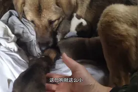 给狗崽窝垫衣服保暖狗妈妈挺配合的视频封面