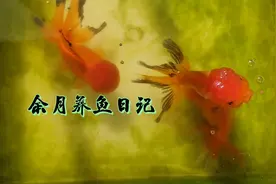 鱼晒太阳会死？是晒的方式有问题，你若注意这两点，天天晒也没事