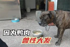 给猛犬卡斯罗吃一只鸭，谁知狗子吃到肉后暴露出护食本性，太吓人视频封面