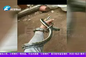 河南洛阳：村里出现蛇群？目测长达两米，专家回应是否正常视频封面