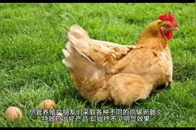 蛋鸡输卵管炎用什么药好鸡输卵管炎怎么见效快