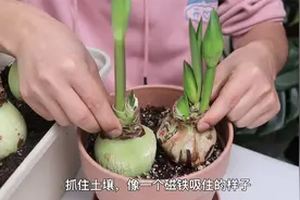 朱顶红只长叶子不开花怎么办？只开花不生根怎么办？