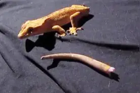 神奇的壁虎“断尾再生术”若不是镜头记录谁信？镜头拍下全过程视频封面