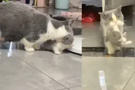 猫咪口叼自己小崽样子可爱，小猫：享受是享受，关键天天腮帮子疼视频封面