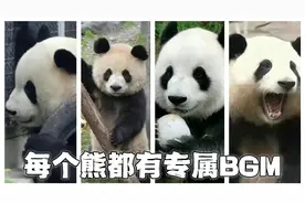 每只熊都有属于自己的BGM：园润、飞云、萌兰，花花的是什么呢？