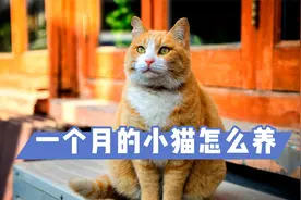 一个月的小猫怎么养？这5件事，要做好