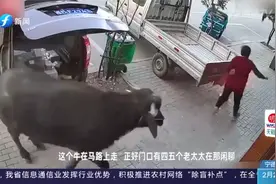 大妈穿红衣上街，遭老牛追赶，机智举动成功自救！视频封面