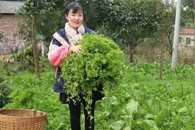 在村里拔鹅儿肠草吃，尴尬！朴实的村民见状直接送了我一背篓菜视频封面