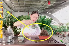 茶叶水真的能浇花吗？只因1个小动作，毁了大部分茶案旁的花卉视频封面