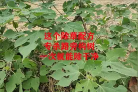 路旁的构树和大树，用这个除草配方，一遍就能除干净视频封面