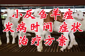 26、聊一下小反刍羊瘟发病时间发病症状治疗方案视频封面