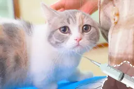 小猫打针怕疼，还没扎就大声哭喊，医生都懵了视频封面