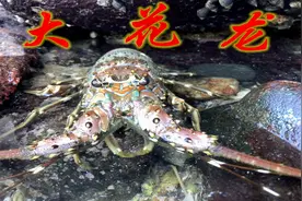 阿广来到海岛赶海，抓到300元一只的大龙虾，海蛎螺泛滥没人抓