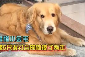 金毛每天哭哭啼啼的，只因被5只流浪猫围堵胖揍，这一揍就是两年视频封面